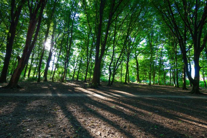 Sunlight filters through a dense grove of tall green trees in a shaded forest clearing, casting long shadows on the ground.