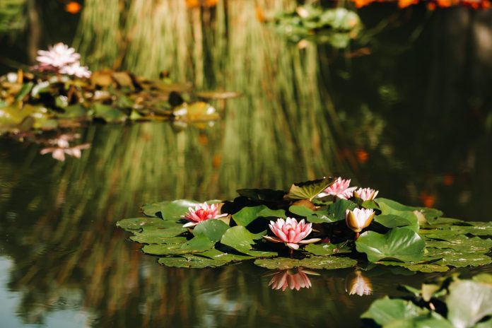 Pink water lilies floating on a calm pond among broad green lily pads with soft reflections in the water.